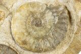 Two Ammonites (Acanthopleuroeras) In Limestone - Dorset, England #129419-3